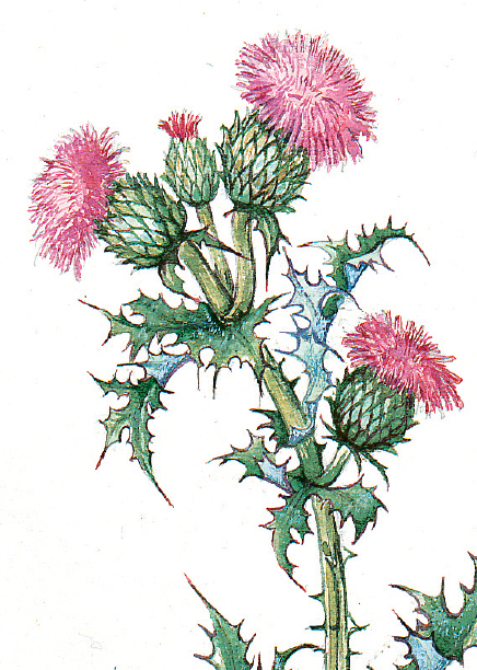 436x612 Thistle Flower Of Scotland Stationery Gifts - Scottish Thistle Sketch