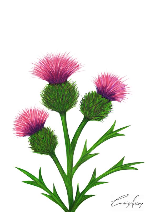 Scottish Thistle Sketch at PaintingValley.com | Explore collection of ...