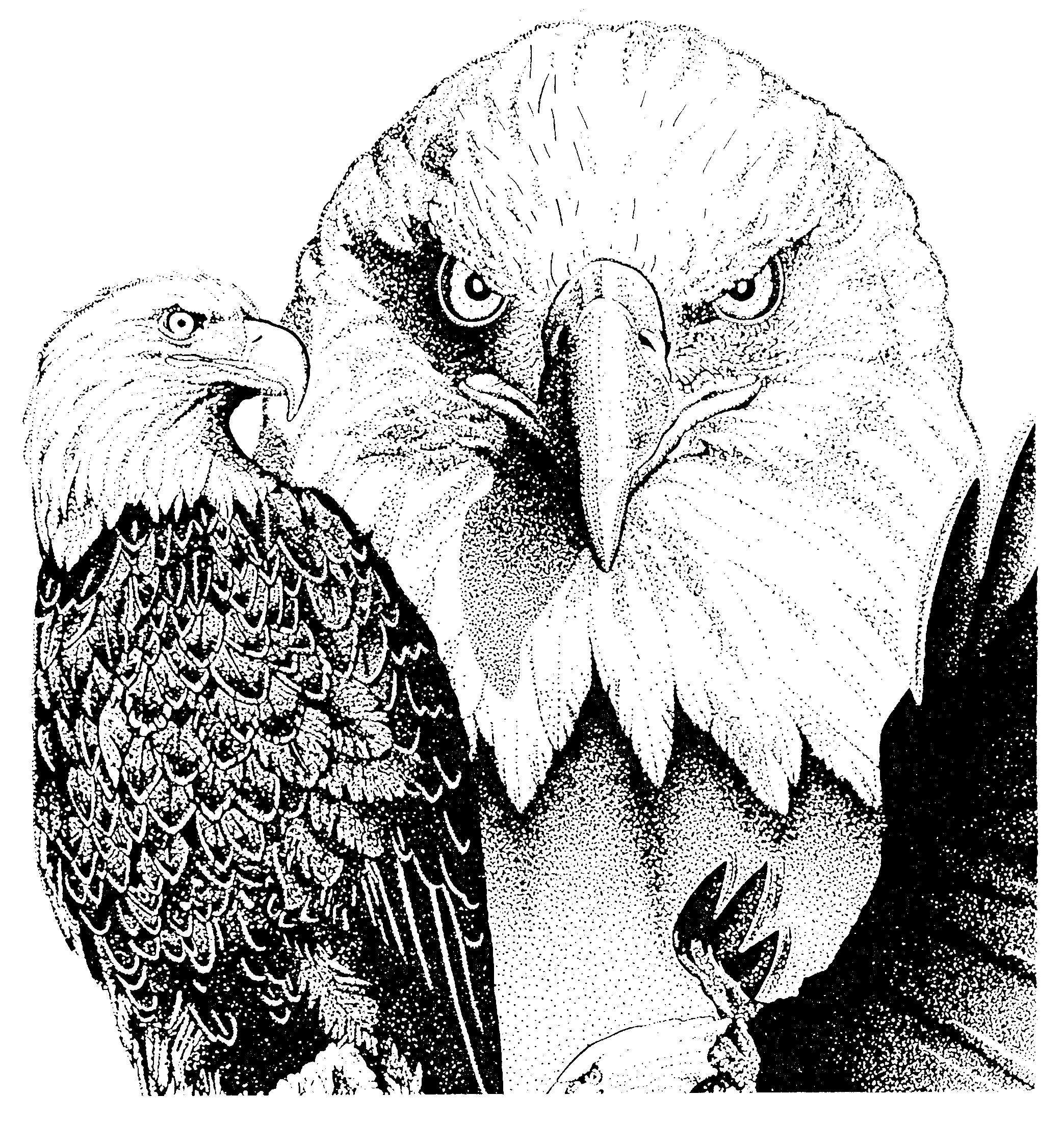 2087x2198 Eagle Sketches No End To Eagle Trail Bw.gif Crafts - Scout Sketches