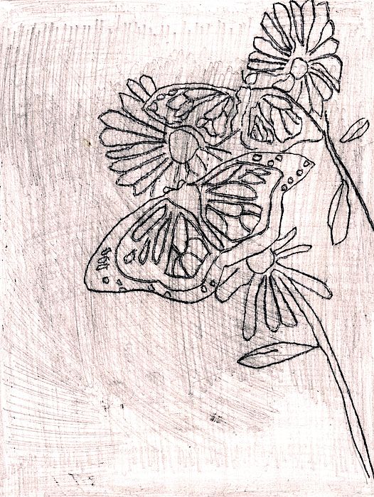 526x700 Butterfly Drawing. Butterflies In A Garden. Butterfly Art - Scratch Sketch