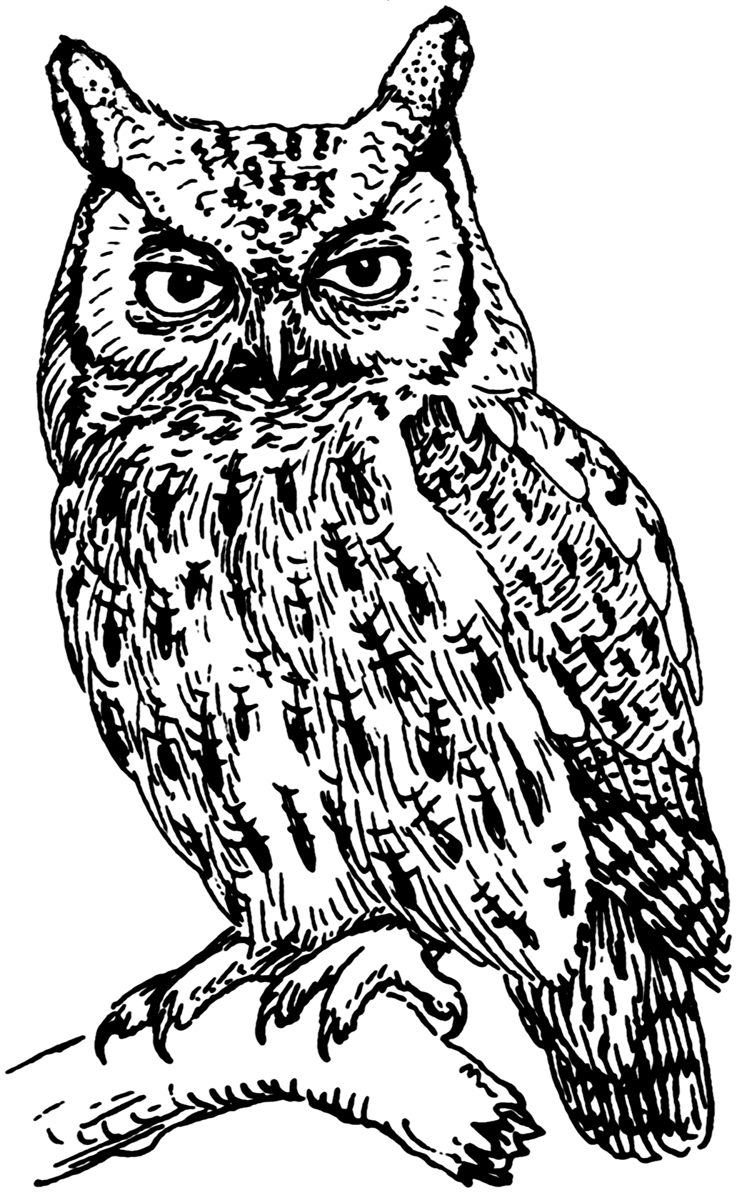 1039x1673 Filescreech Owl (Psf).png - Screech Owl Sketch