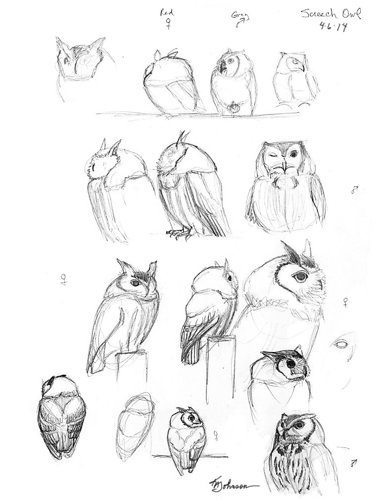 Screech Owl Sketch at PaintingValley.com | Explore collection of ...