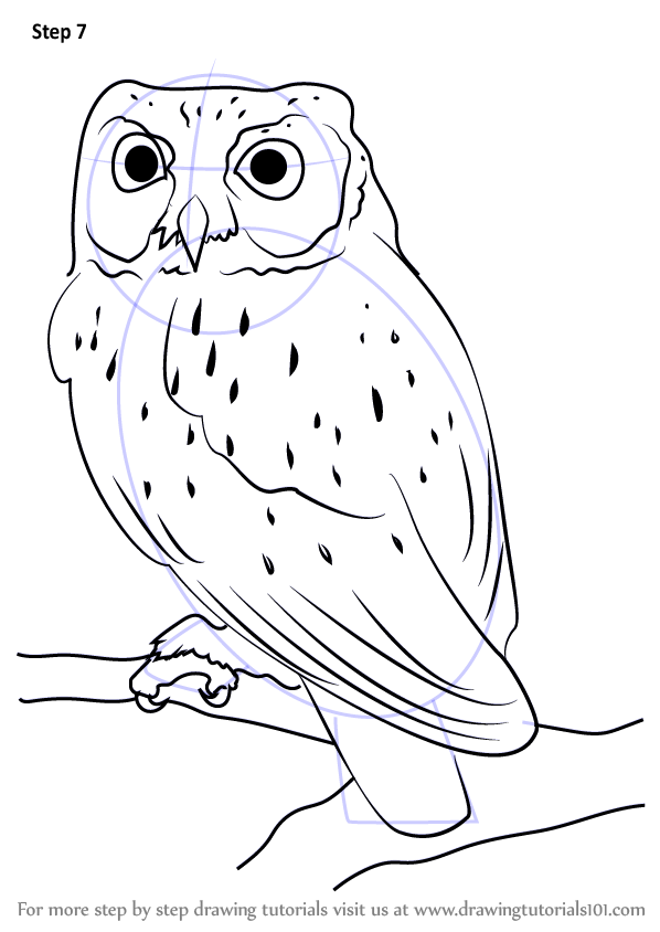 598x844 Learn How To Draw A Western Screech Owl (Owls) Step By Step - Screech Owl Sketch