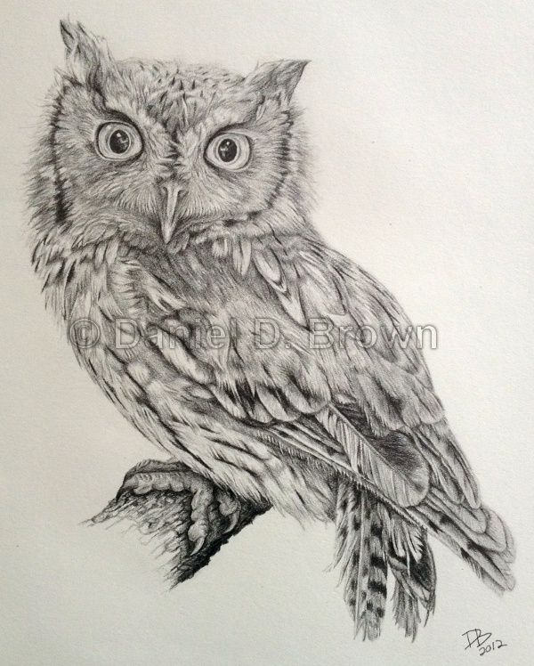 600x748 Owl Drawings Eastern Screech Owl (Megascops Asio), Daniel D - Screech Owl Sketch