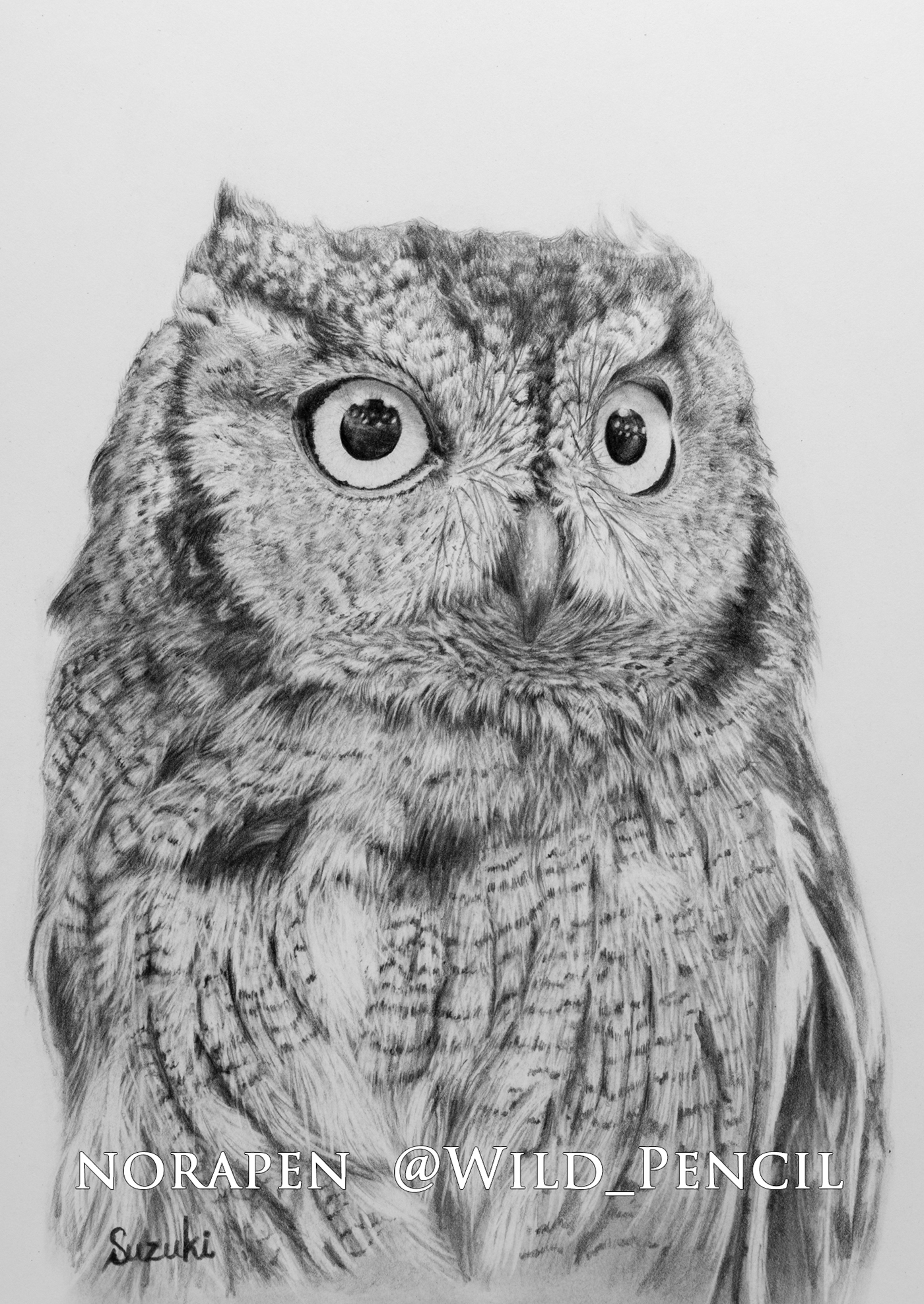 1400x1975 Pencildrawing - Screech Owl Sketch