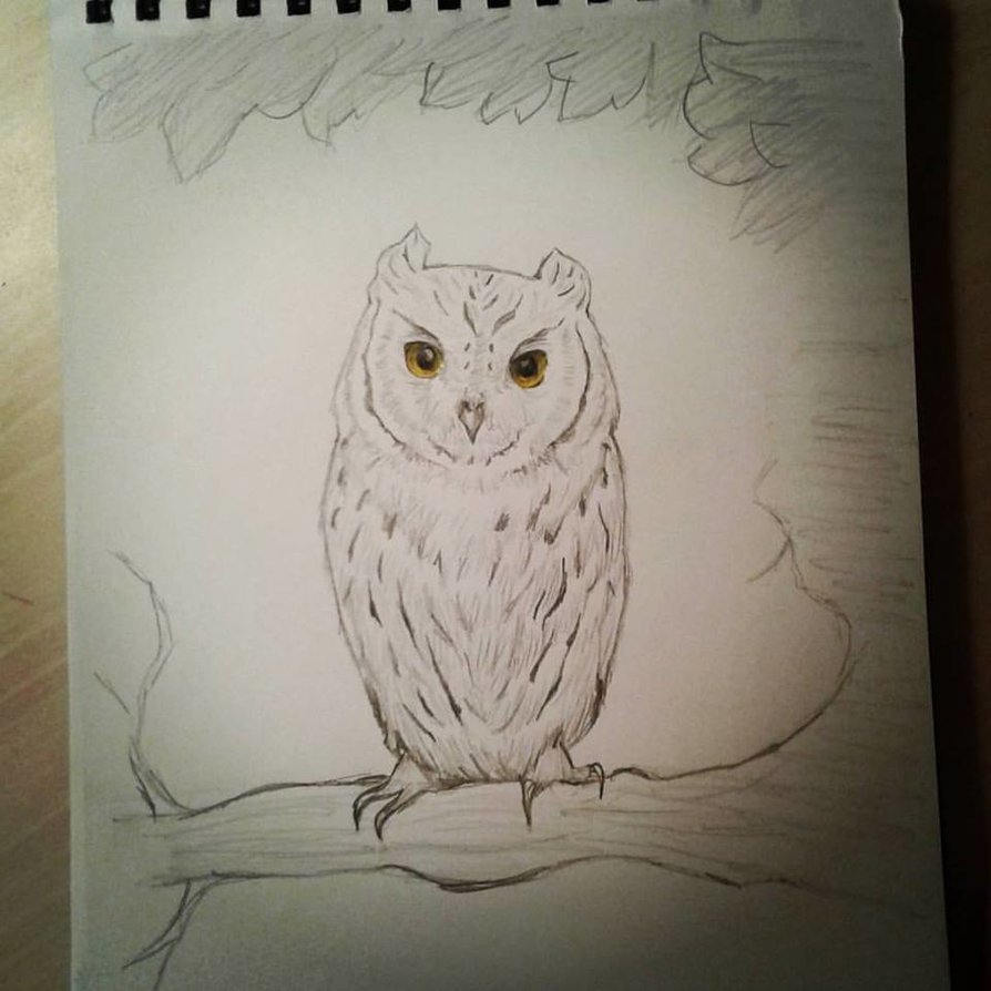 Screech Owl Sketch at PaintingValley.com | Explore collection of ...