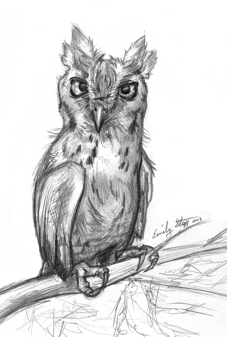 734x1089 Screech Owl Sketch By Emilystepp - Screech Owl Sketch