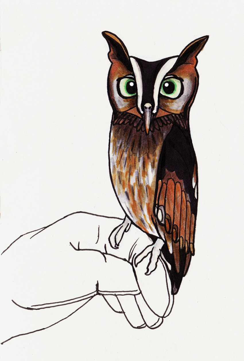 850x1257 Screech Owl Sketch By Gwenstacy - Screech Owl Sketch