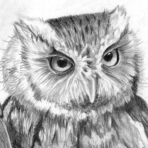 Screech Owl Sketch at PaintingValley.com | Explore collection of ...