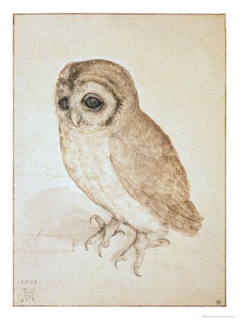 337x450 The Screech Owl Giclee Print By Albrecht - Screech Owl Sketch