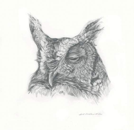 565x550 Unamused Screech Owl Amanda Surveski Illustration - Screech Owl Sketch