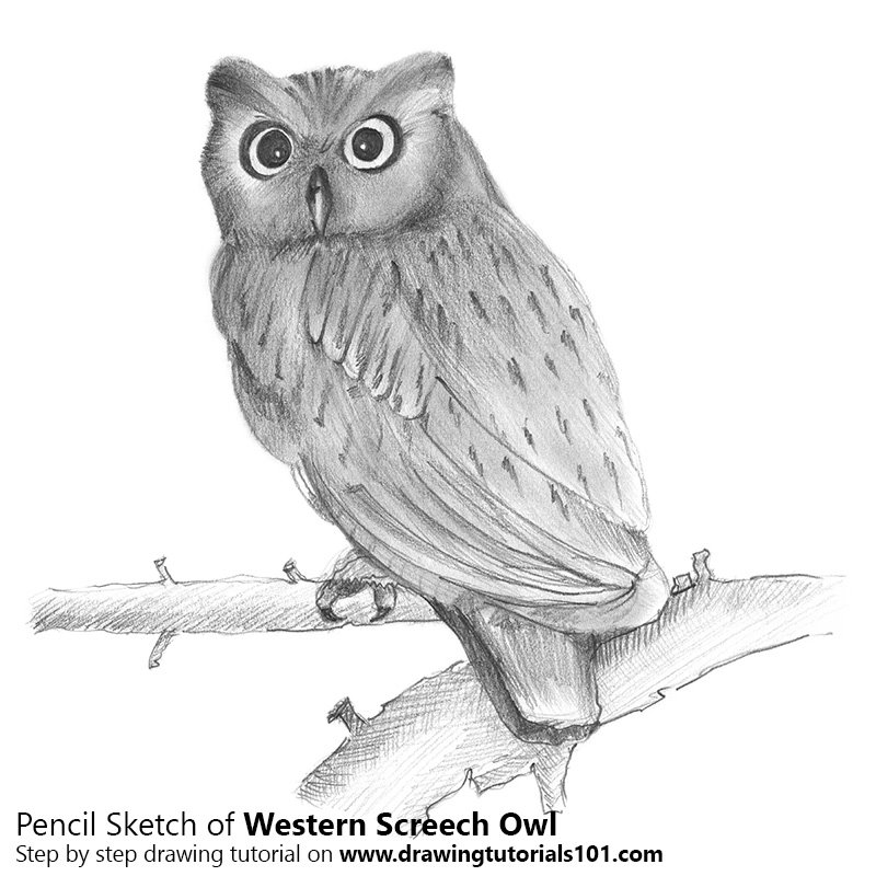 800x800 Western Screech Owl Pencil Drawing - Screech Owl Sketch