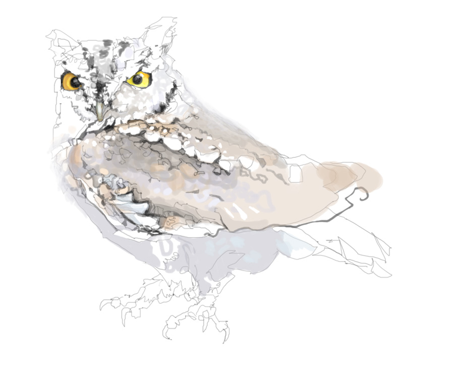 900x750 Birdspot Screech Owl - Screech Owl Sketch