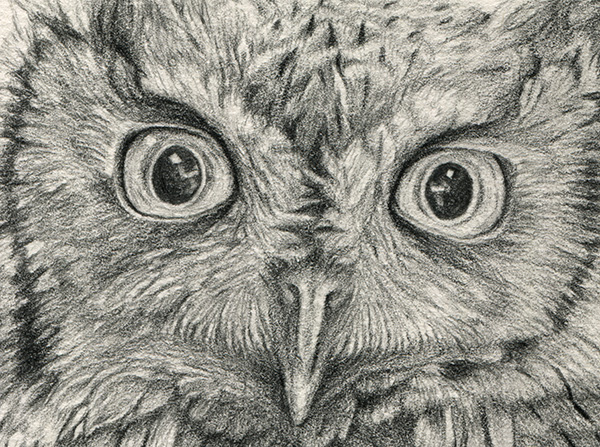 600x447 Eastern Screech Owl Archives - Screech Owl Sketch