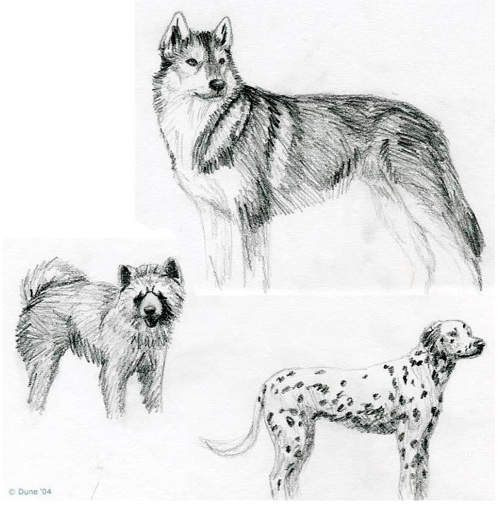 728x735 Scribble Sketch Dogs By Dunewolf - Scribble Sketch