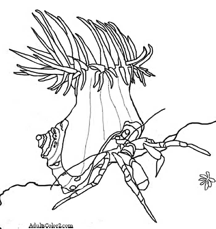 Drawing Sea Anemone Diagram