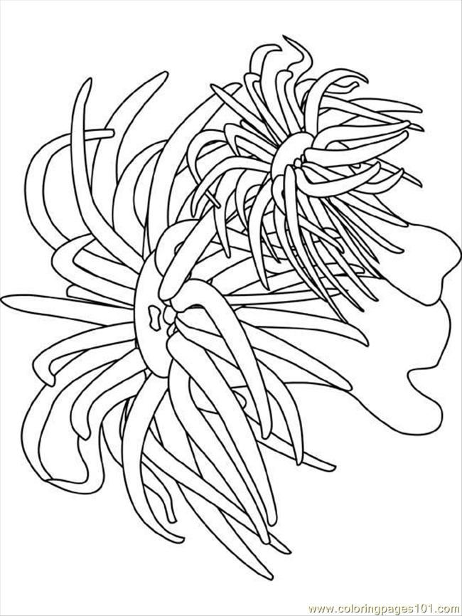 650x866 Ocean Coloring Pages Coloring Pages Sea Anemone (Natural World - Sea Anemone Sketch