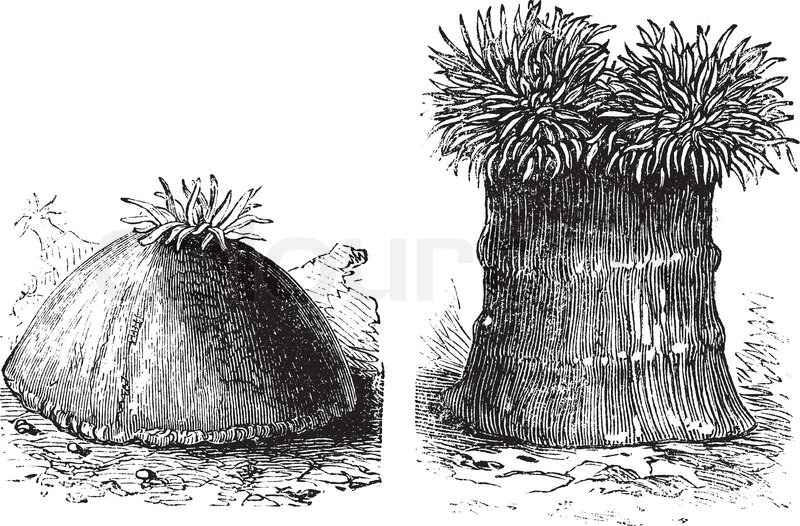 800x526 Opened And Close Sea Anemone Old Engraved Illustration Sea - Sea Anemone Sketch