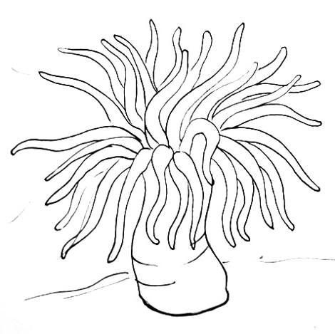 Sea Anemone Sketch at PaintingValley.com | Explore collection of Sea