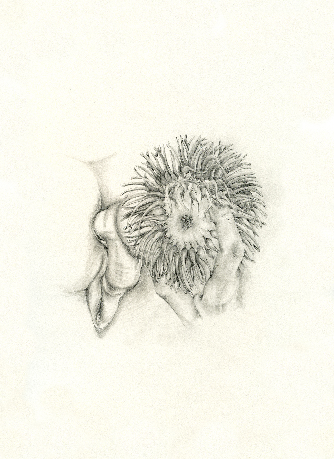 1366x1880 Sea Anemone And Me 4 Miranda Whall Original Contemporary Artwork - Sea Anemone Sketch