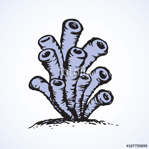 500x500 Sea Anemone. Vector Sketch Stock Image And Royalty Free Vector - Sea Anemone Sketch