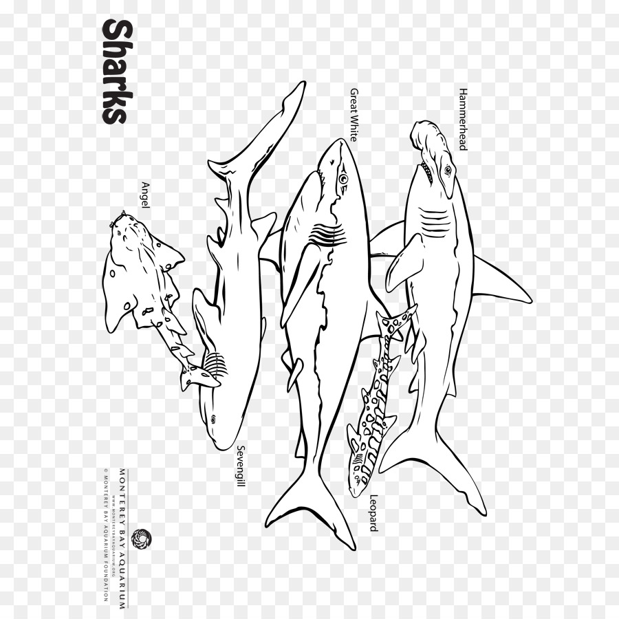 900x900 Sketch Finger Illustration Line Art Drawing - Sea Anemone Sketch