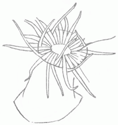 236x250 Exam Guide Online - Sea Anemone Sketch