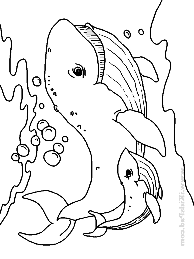768x1024 Drawing Pictures Of Sea Animals Draw Of Sea Animal - Sea Animal Sketches