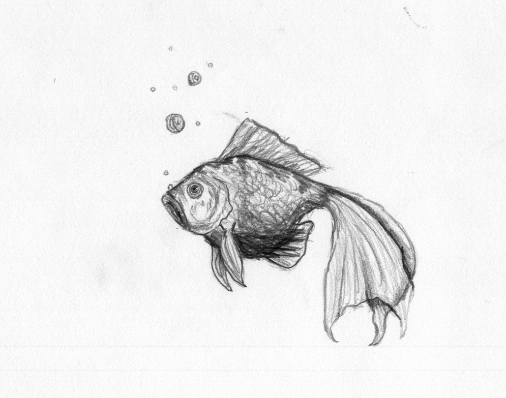 1029x809 Pencil Drawing Images Animals Pencil Drawings Of Animals Animals - Sea Animal Sketches