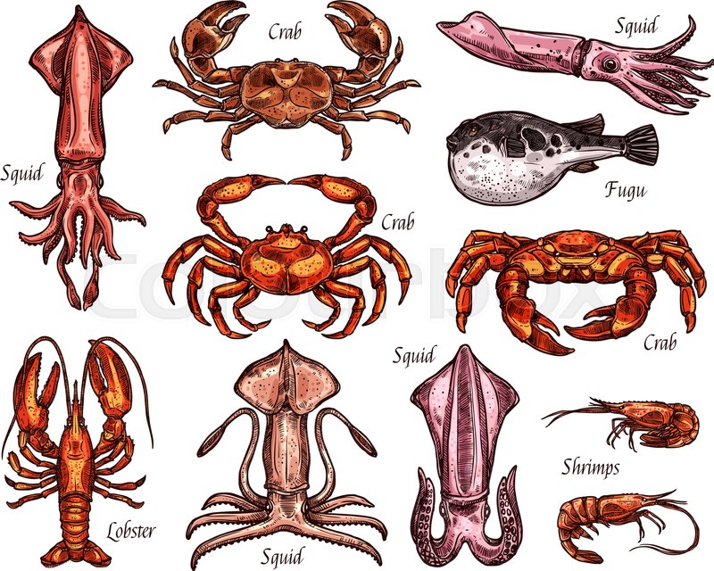 800x640 Sea Animal And Ocean Fish Sketches. Lobster, Crab And Shrimp - Sea Animal Sketches