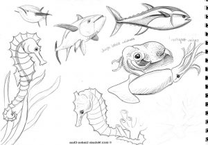 300x210 Sketch Of An Ocean Animal Drawn Creature Sea Animal - Sea Animal Sketches