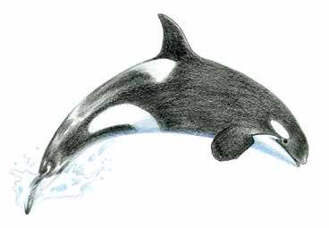 368x255 A Whale Of A Good Time Quarto Knows Blog - Sea Animal Sketches