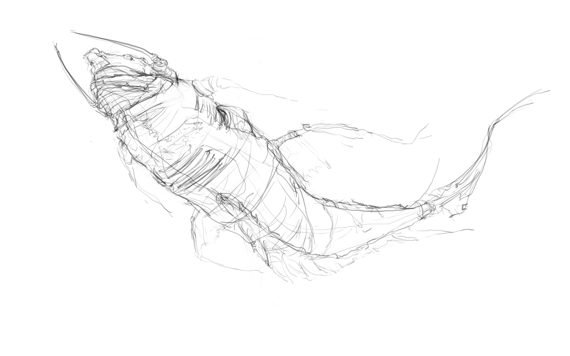 Sea Creature Sketch