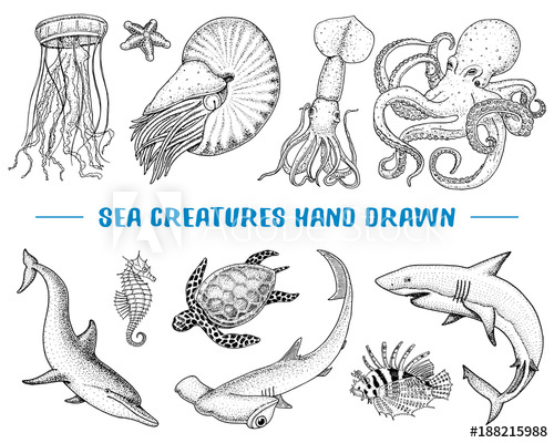 500x400 Seafood Or Sea Creature Nautilus Pompilius, Jellyfish And Starfish - Sea Creature Sketch