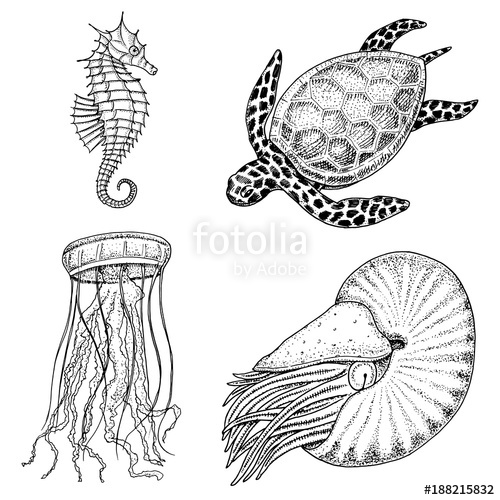 500x500 Sea Creature Cheloniidae Or Green Turtle And Seahorse. Nautilus - Sea Creature Sketch