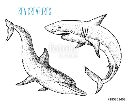 500x400 Sea Creature Dolphin And White Shark. Engraved Hand Drawn In Old - Sea Creature Sketch