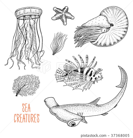 450x468 Sea Creature Nautilus Pompilius, Jellyfish And - Sea Creature Sketch