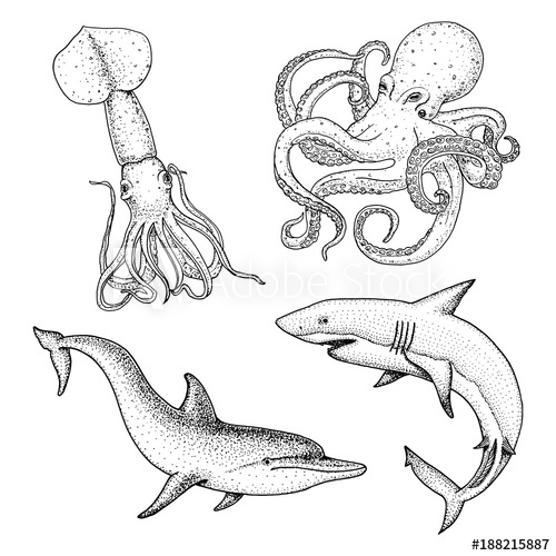 500x500 Sea Creature Or Fishes Dolphin And White Shark. Octopus And Squid - Sea Creature Sketch