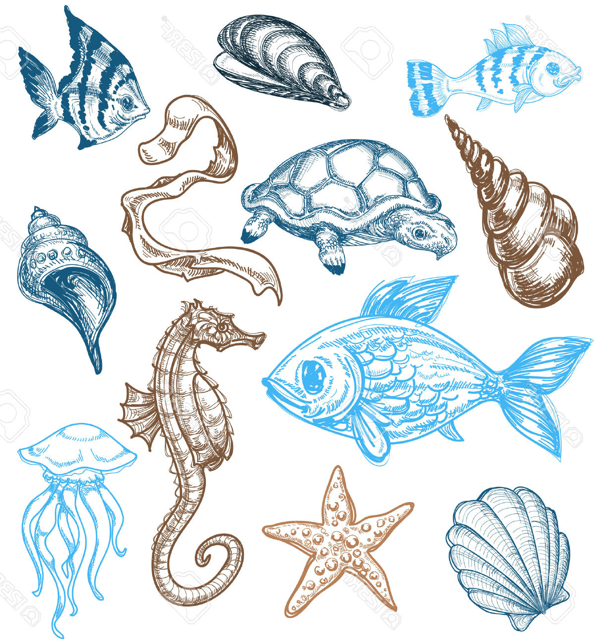 Sea Life Sketches at PaintingValley.com | Explore collection of Sea