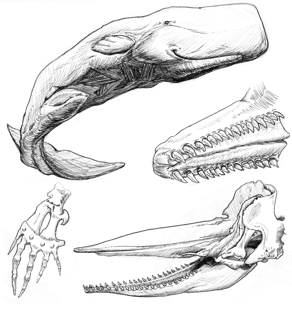 1200x1355 Sea Creatures And Other Nautical Things Pixels And Ink - Sea Life Sketches