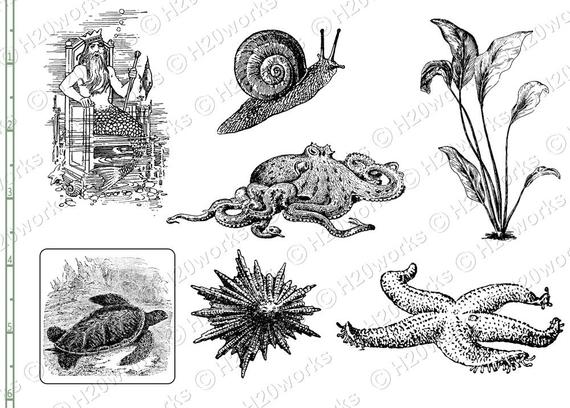 570x408 Sea Life Sketches Marine Life Drawings Black And White Etsy - Sea Life Sketches