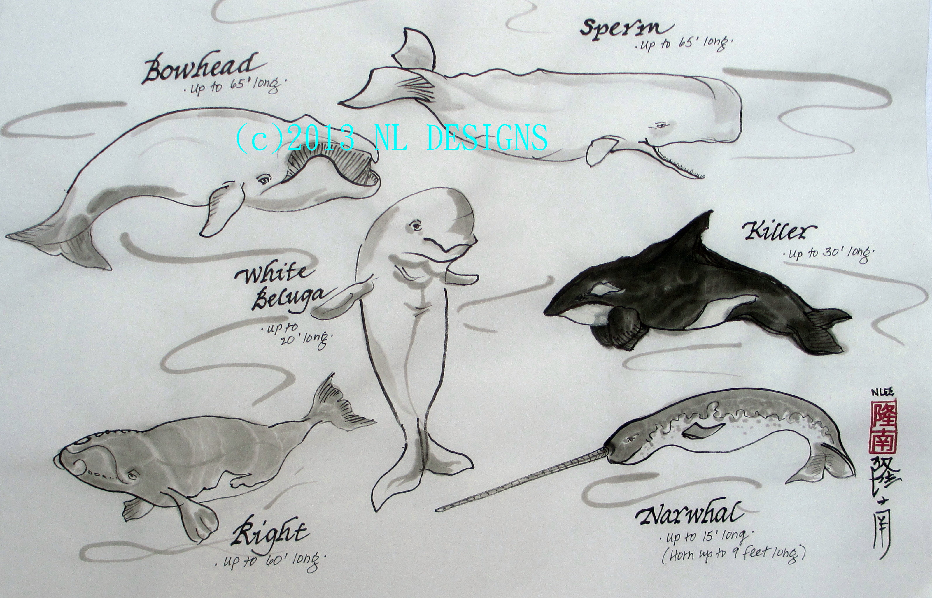 3196x2052 Whales Amp Marine Life Sketches 10 2013 6 Watermark - Sea Life Sketches