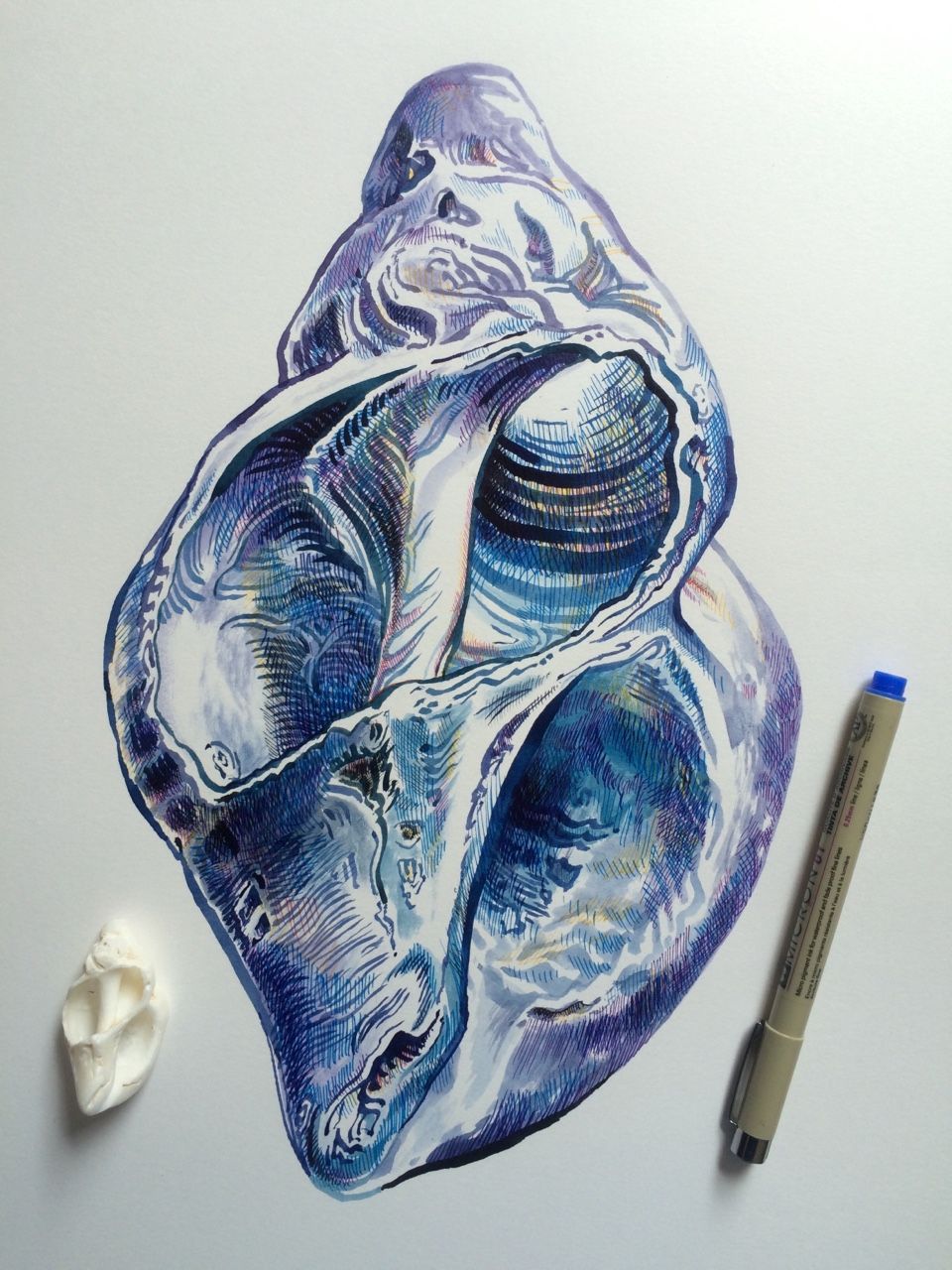 960x1280 Exploring Inner Space Fish Amp Sea Life Sketches - Sea Life Sketches