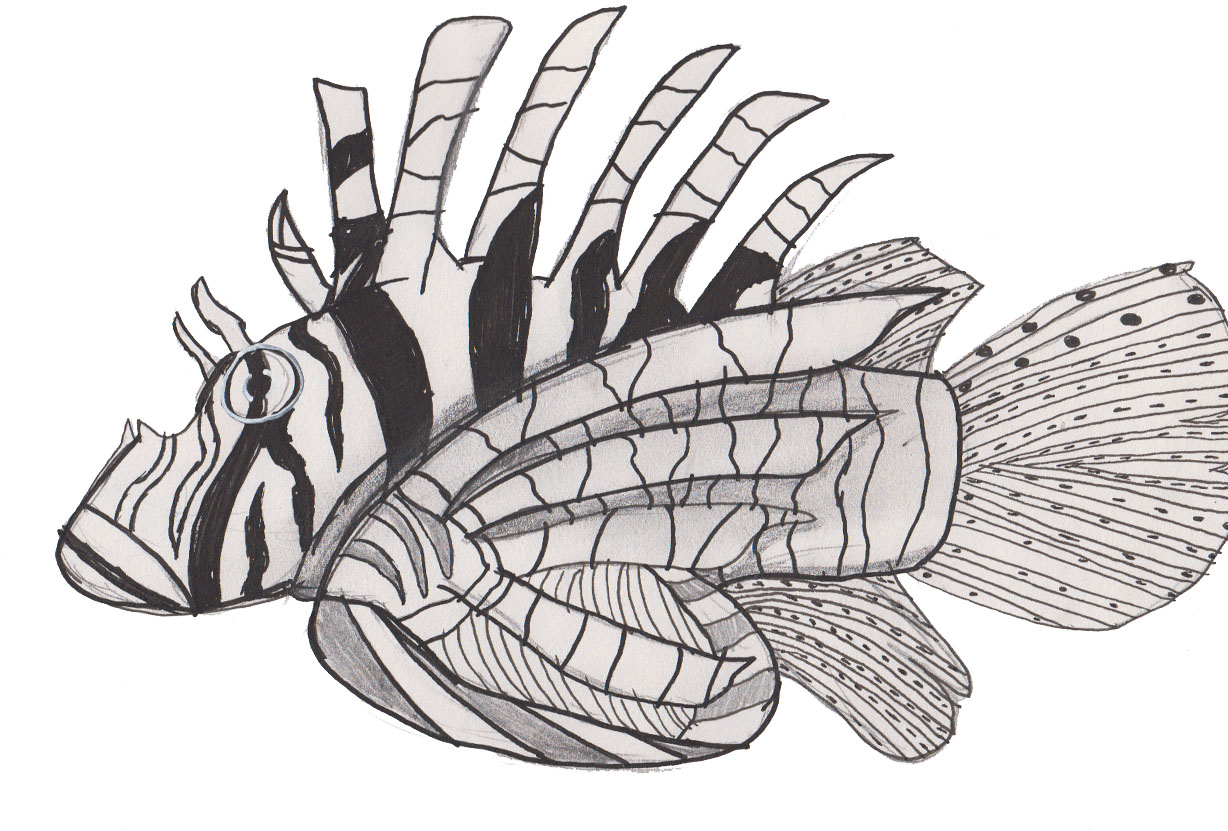 1228x831 Sparkboyproductions Dolphinboy Sealife Sketches - Sea Life Sketches