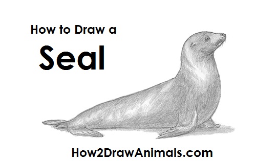 500x315 How To Draw A Seal (Sea Lion) - Sea Lion Sketch