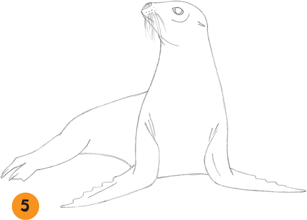 609x436 Sea Lion - Sea Lion Sketch