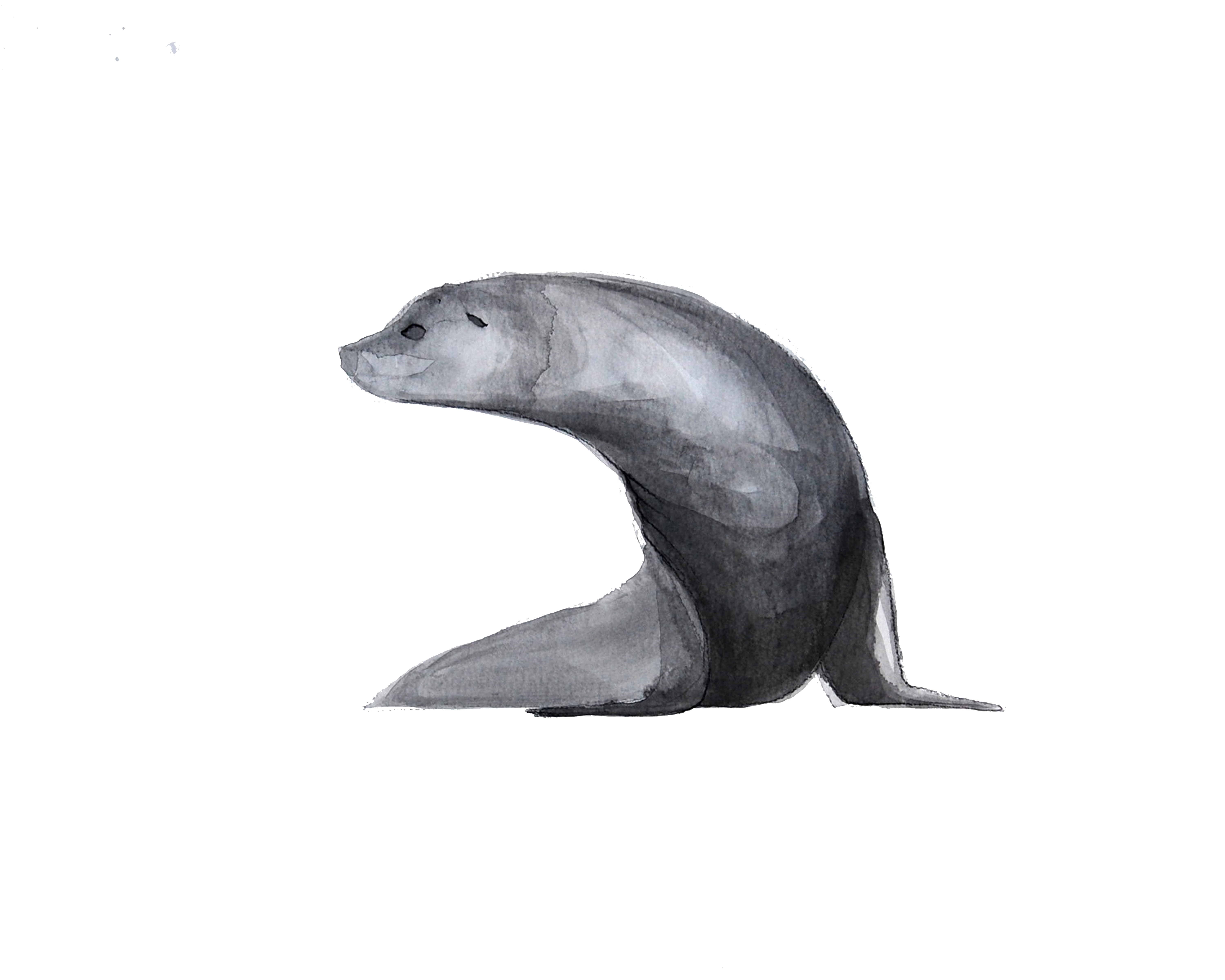 6000x4800 Sea Lion - Sea Lion Sketch