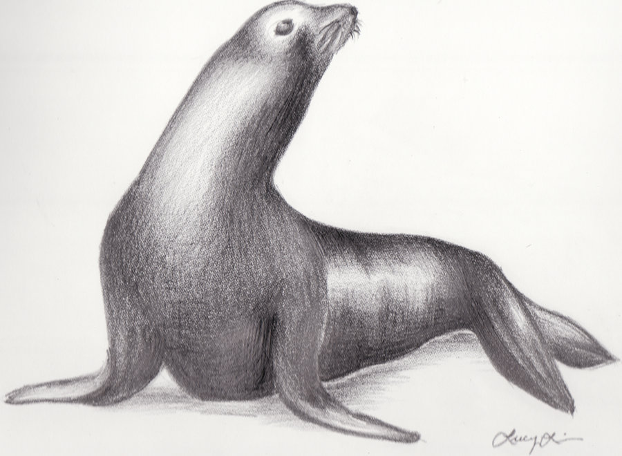 900x660 Sea Lion Drawing, Pencil, Sketch, Colorful, Realistic Art Images - Sea Lion Sketch