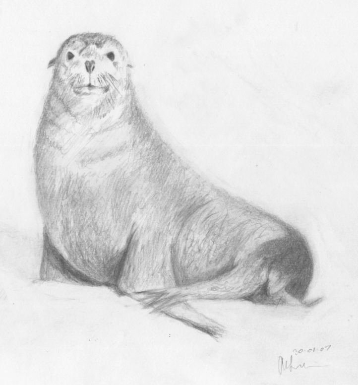 722x776 Animal Sketch I - Sea Lion Sketch