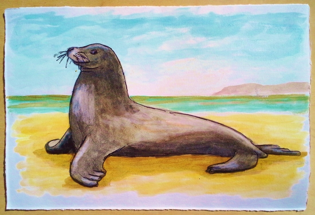 1100x753 Art And Sea Lions Sketch With Watercolor Loca - Sea Lion Sketch